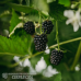 Karhunvatukka / Karhunvadelma 'Loch Ness' (Rubus fruticosus), 2l -astiataimi NEW!