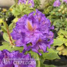 Rhododendron Anna Jagiellonka, Alppiruusu  (Peter Alan x Catawbiense Grandiflorum), 5l -astiataimi NEW!