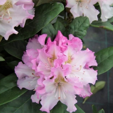  Rhododendron hybridum Pohjolan tytär, Alpiruusu 5l -astiataimi. 