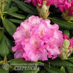Rhododendron hybridum Haaga - Rhododendron hybrid 5/exI.