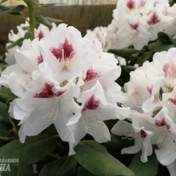 Rhododendron hybridum Schneeauge, Alppiruusu 5l -astiataimi NEW! ALE - 42%! Juhannustarjous on voimassa 19. kesäkuuta - 29. kesäkuuta.