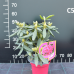 Rhododendron hybridum, Alppiruusu 'Double Kiss', Kerrottu 5l -astiataimi.