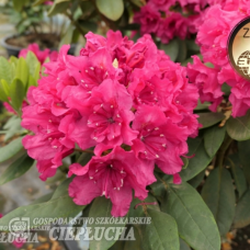 Rhododendron hybridum, Alppiruusu 'Double Kiss', Kerrottu 5l -astiataimi.