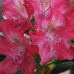 Rhododendron hybridum, Alppiruusu 'Royal Scarlet' 5l -astiataimi