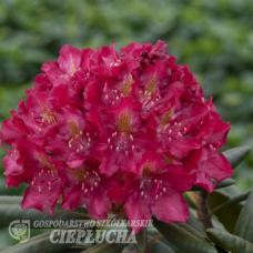 Rhododendron hybridum, Alppiruusu 'Royal Scarlet' 5l -astiataimi