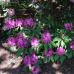 Rhododendron hybridum, Alppiruusu 'Royal Lilac' 5l -astiataimi. 