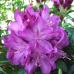 Rhododendron hybridum, Alppiruusu 'Royal Lilac' 5l -astiataimi. 
