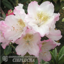 St. Michel - Rhododendron hybridi, Alppiruusu 5l -astiataimi. ALE - 47%! Juhannustarjous on voimassa 19. kesäkuuta - 29. kesäkuuta.