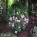 Helsingin yliopisto - brachycarpum-hybr. - Rhododendron hybridi, Alppiruusu 5l -astiataimi.