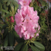 Helsingin yliopisto - brachycarpum-hybr. - Rhododendron hybridi, Alppiruusu 5l -astiataimi.
