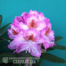 Rhododendron hybridum 'Royal Violet', Alppiruusu 5l -astiataimi