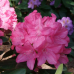 Rhododendron hybridum Royal Candy, Alppiruusu 5 l- astiataimi