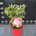 Rhododendron hybridum Royal Candy, Alppiruusu 5 l- astiataimi