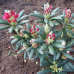 Rhododendron hybridum 'Royal Amaranth', Alppiruusu 5l -astiataimi. 