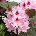 Rhododendron hybridum 'Royal Butterfly', Alpiruusu 5l -astiataimi, 