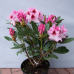 Rhododendron hybridum 'Royal Butterfly', Alppiruusu 5l -astiataimi, 