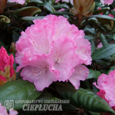 Rhododendron yakushimanum 'Royal Rosy', Alpiruusu 5l -astiataimi.