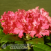 Rhododendron Hellikki, Alppiruusu 5l -astiataimi. ALE - 42%! Kesätarjous 29.06.- 06.07.2025