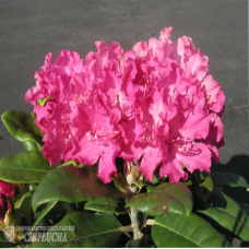 Rhododendron Hellikki, Alppiruusu 5l -astiataimi.