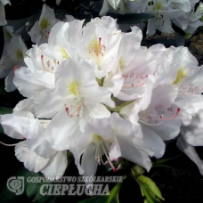 Rhododendron hybridum Catawbiense Album, Alppiruusu, 5l -astiataimi. NEW!