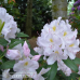 Rhododendron hybridum Catawbiense Album, Alppiruusu, 5l -astiataimi. NEW!