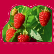 Vadelma (Rubus idaeus) 'Himbo Top'®, 2,5l -astiataimi NEW!