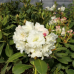 Rhododendron hybridum  Nikodemus, Alppiruusu, 5l -astiataimi. NEW!