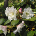 Rhododendron hybridum  Nikodemus, Alppiruusu, 5l -astiataimi. NEW!