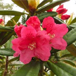 Rhododendron hybridum Teuvo, Alppiruusu, 5l -astiataimi NEW! ALE - 47%! Juhannustarjous on voimassa 19. kesäkuuta - 29. kesäkuuta.