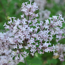 Syringa meyeri 'Palibin', Pikkusyreeni 2,5l -astiataimi ALE - 30%!