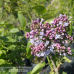 Syringa vulgaris 'Katherine Havemeyer' - Jalosyreeni, 2,5 l - astiataimi