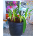 Agapanthus, Sinisarja valkoinen,1 kpl.  5l -astiataimi 