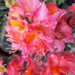 Azalea Juanita, Atsalea 5l -astiataimi ALE - 20%!