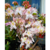 Azalea Satomi, Atsalea 5l -astiataimi. ALE - 10%!
