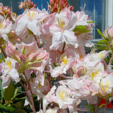 Azalea Satomi, Atsalea 5l -astiataimi. ALE - 10%!