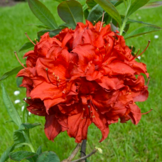 Azalea Doloroso, Atsalea, 5l -astiataimi NEW!