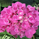 Hydrangea Macrophylla, Hortensia Hydrangea Macrophylla, Hortensia