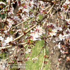 Prunus tomentosa (Nukkakirsikka), 2,5 l - astiataimi NEW!