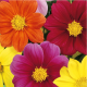 Annual flowers Annual flowers
