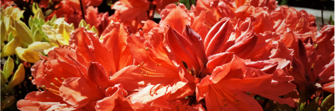 Keväällä istutettavat