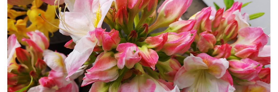 Keväällä istutettavat