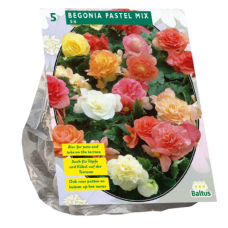 Begonia Double Pastel Mix, 5 pcs