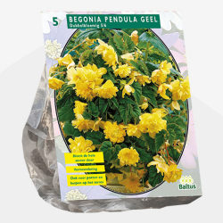 Begonia Pendula, Neitobegonia keltainen, 5 kpl ALE - 70%!