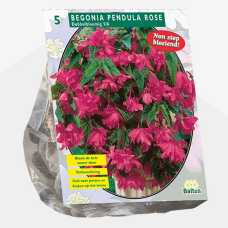 Begonia Pendula, Pink per 4, 3l container seedling SALE - 50%!