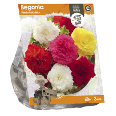 Begonia Fimbriata Mix, 3 pcs 