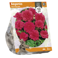Begonia Non-stop Pink, 3 pcs