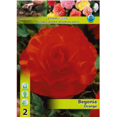 Mukulabegonia (Begonia Grandiflora Double) oranssi, 1 kpl