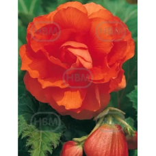 Mukulabegonia (Begonia Grandiflora Double) oranssi, 1 kpl