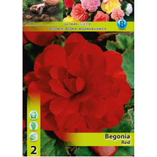 Begonia Grandiflora Double, Mukulabegonia punainen, 1 kpl Begonia Grandiflora Double, Mukulabegonia punainen, 1 kpl