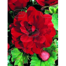 Begonia Grandiflora Double, Mukulabegonia punainen, 1 kpl 